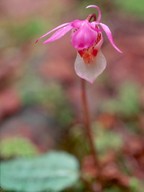 Calypso bulbosa