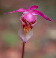 Calypso bulbosa