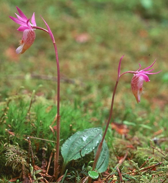 Calypso bulbosa