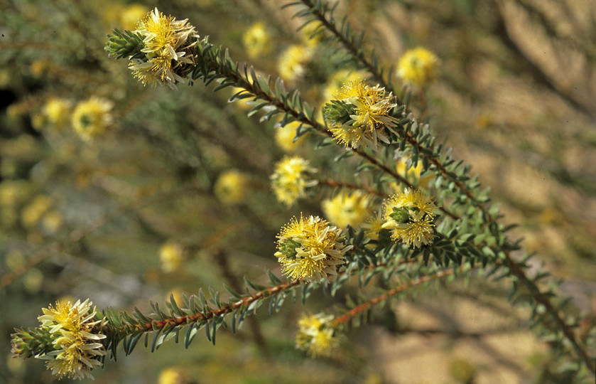 Calytrix ecalycata