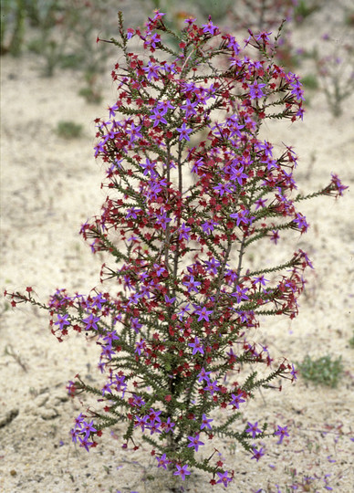 Calytrix fraseri