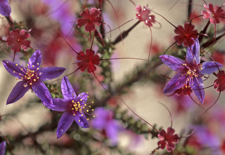 Calytrix fraseri