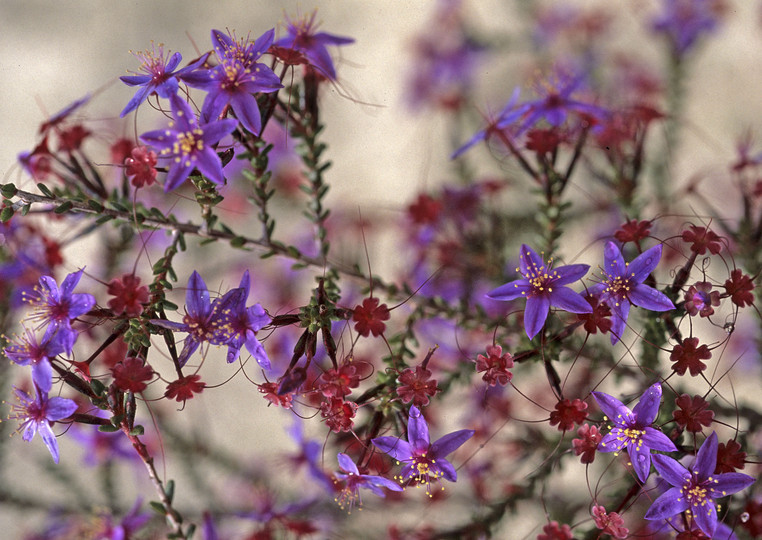 Calytrix fraseri