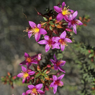 Calytrix brevifolia