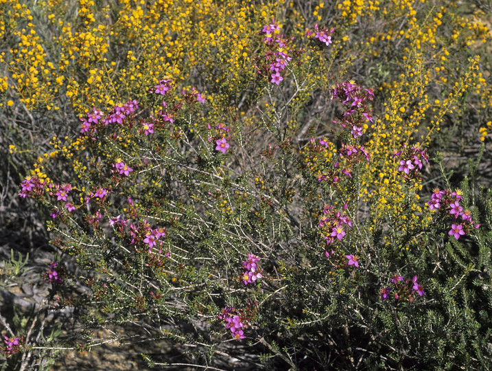 Calytrix brevifolia