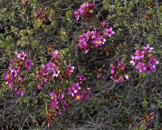 Calytrix brevifolia