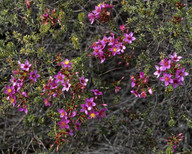 Calytrix brevifolia