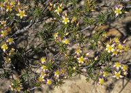 Calytrix depressa