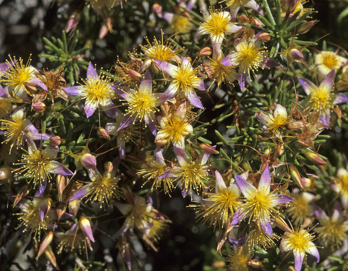 Calytrix depressa