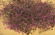 Calytrix brevifolia