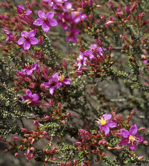 Calytrix brevifolia