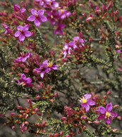 Calytrix brevifolia