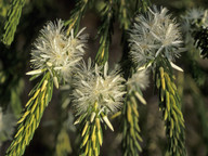 Calytrix acutifolia?