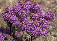 Calytrix leschenaultii