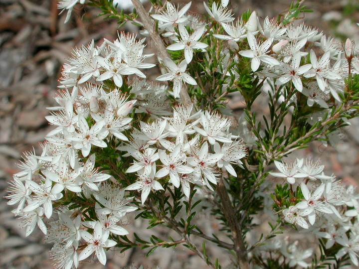 Calytrix sp.