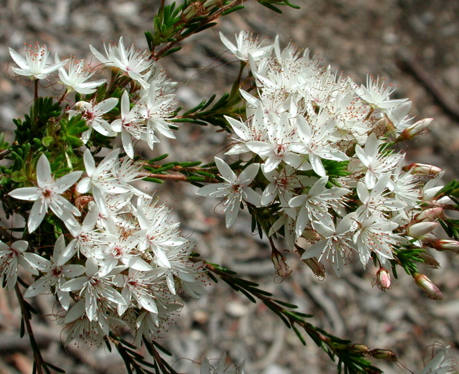 Calytrix sp.