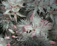 Calytrix alpestris