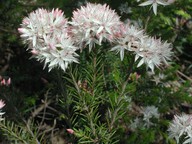 Calytrix alpestris