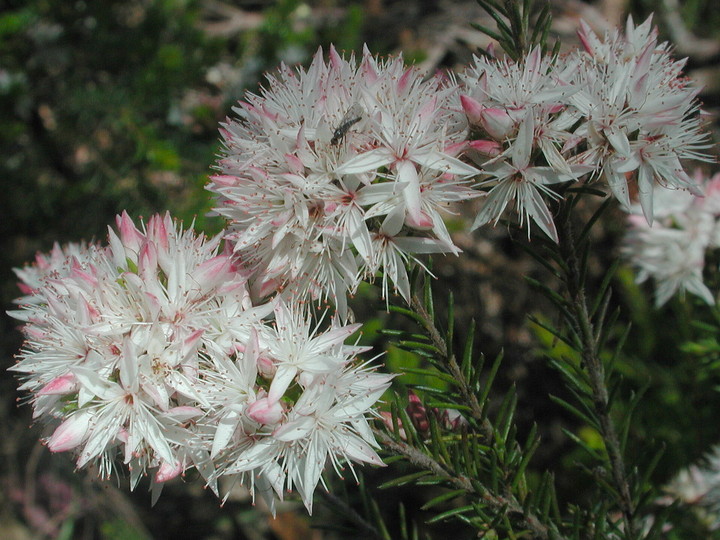 Calytrix alpestris