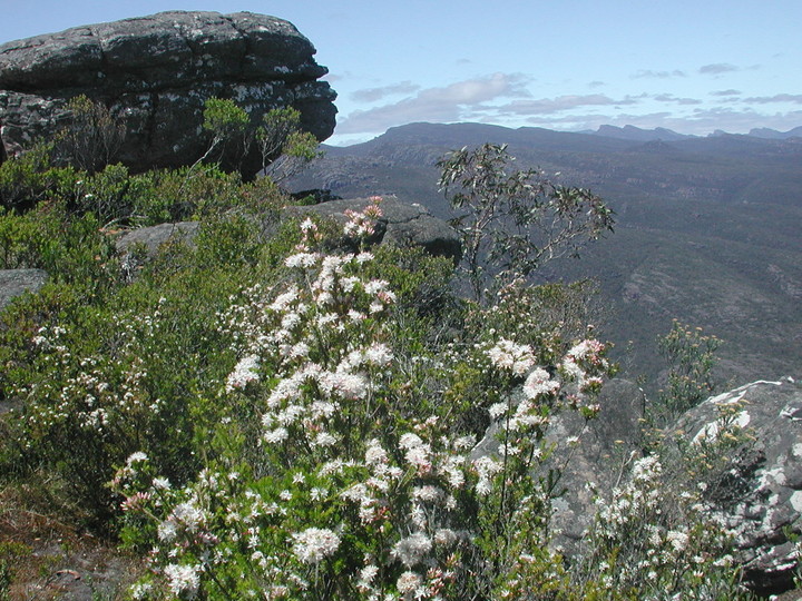 Calytrix alpestris