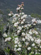 Calytrix alpestris