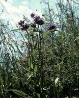 Campanula glomerata