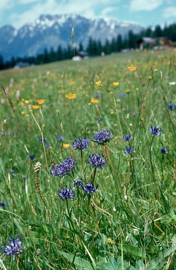 Phyteuma hemisphaericum