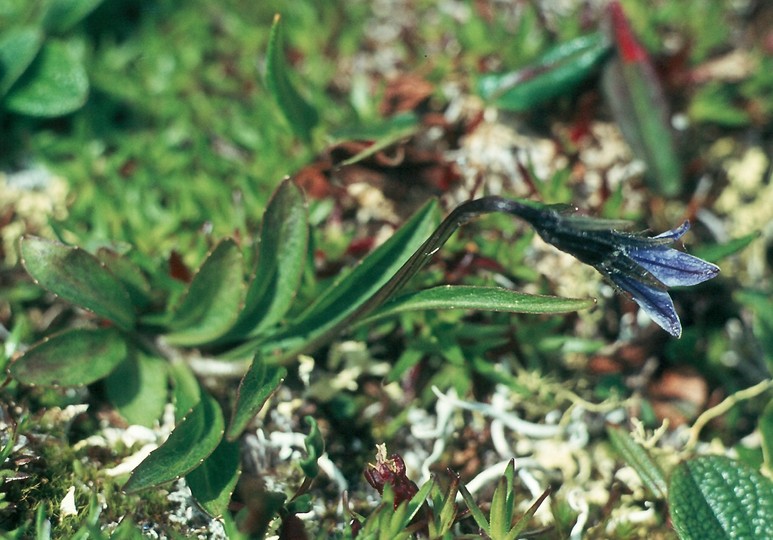 Campanula uniflora