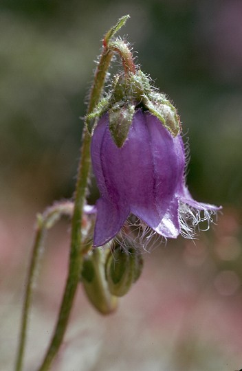 Campanula barbata