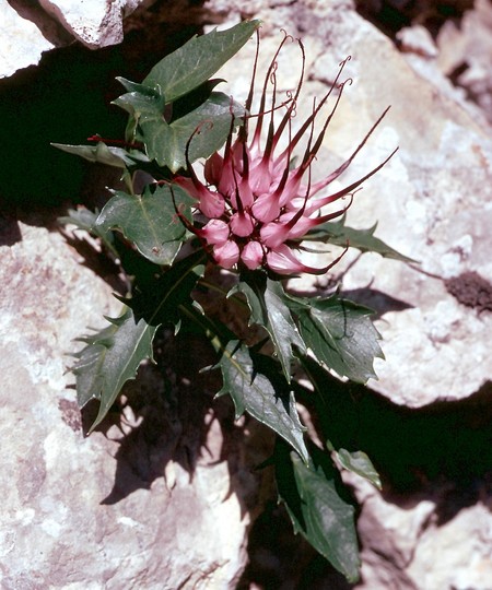 Physoplexis comosa