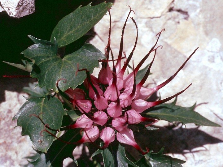 Physoplexis comosa