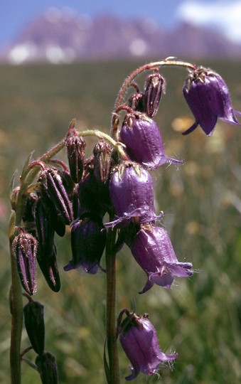 Campanula barbata