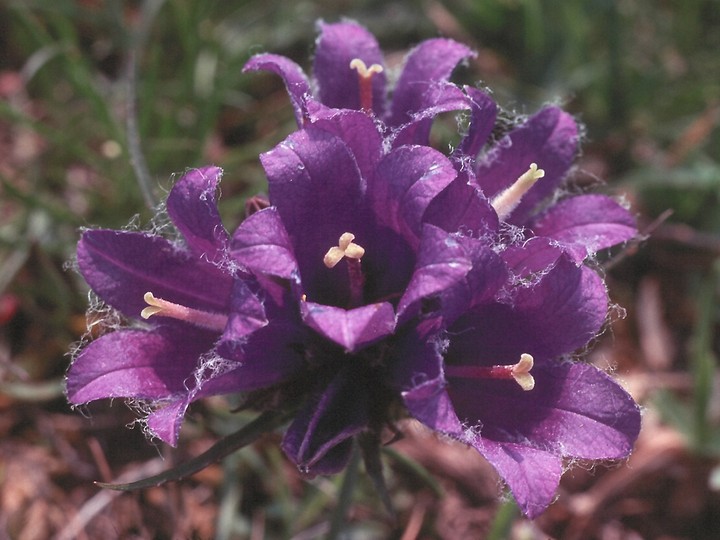 Edraianthus graminifolius