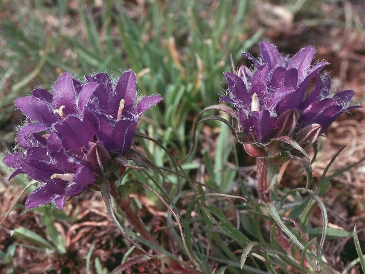 Edraianthus graminifolius