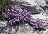 Campanula zoysii