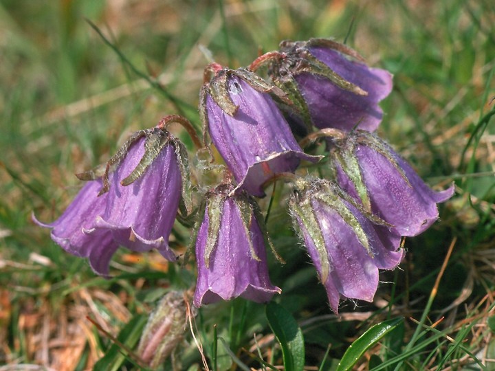 Campanula alpina