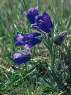 Campanula alpina