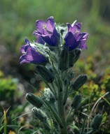 Campanula alpina