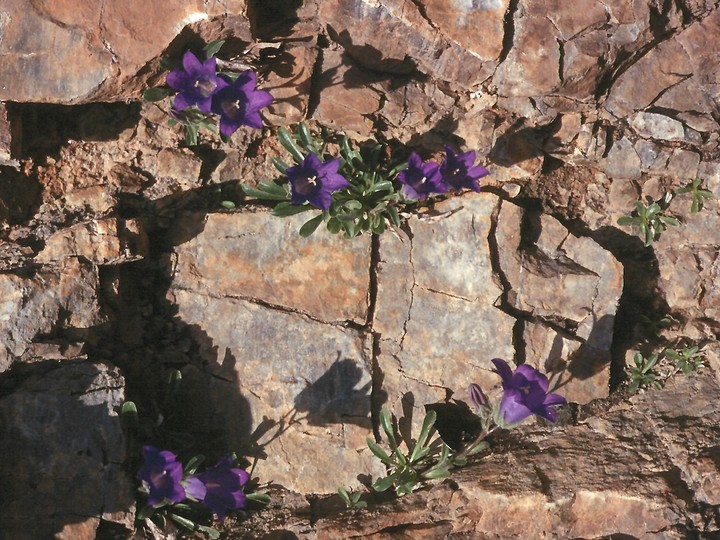 Campanula oreadum?