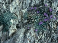 Campanula rupestris