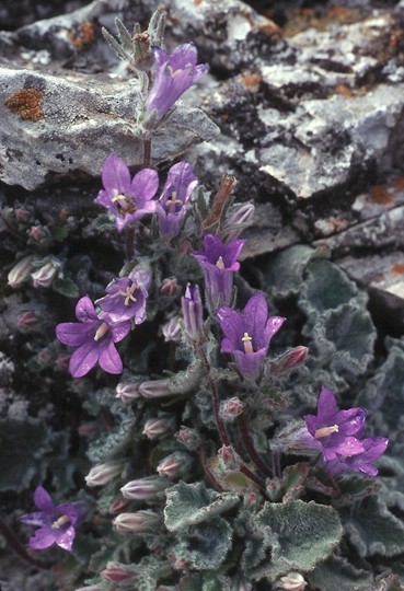 Campanula rupestris