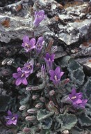 Campanula rupestris