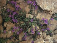 Campanula rupestris