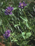 Campanula foliosa