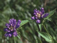 Campanula foliosa