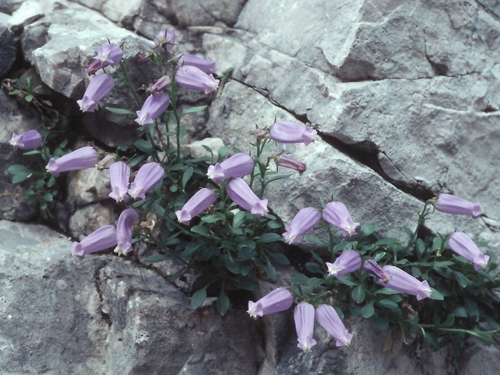 Campanula zoysii