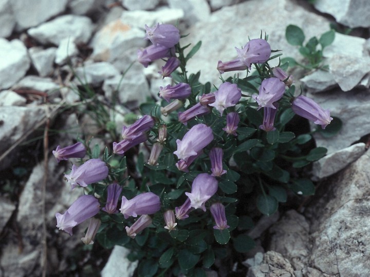 Campanula zoysii