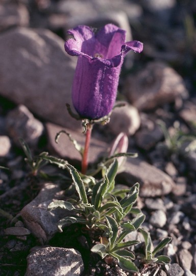 Campanula alpestris