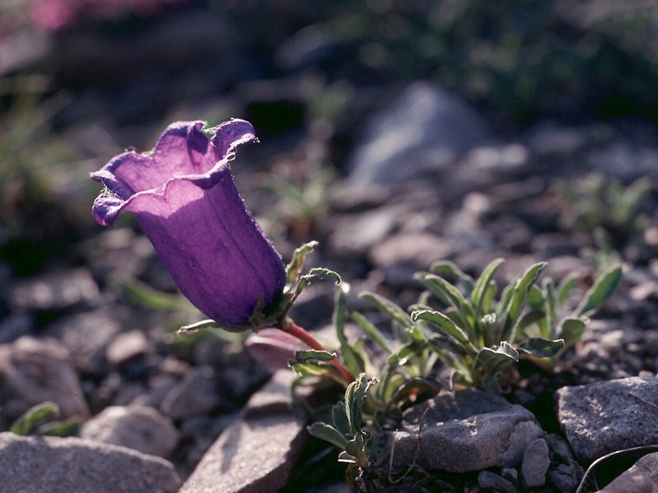 Campanula alpestris