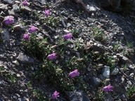 Campanula alpestris